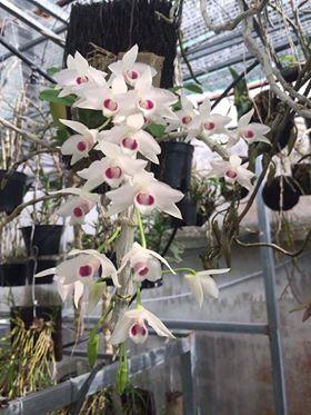 Trầm 5ct họng đỏ