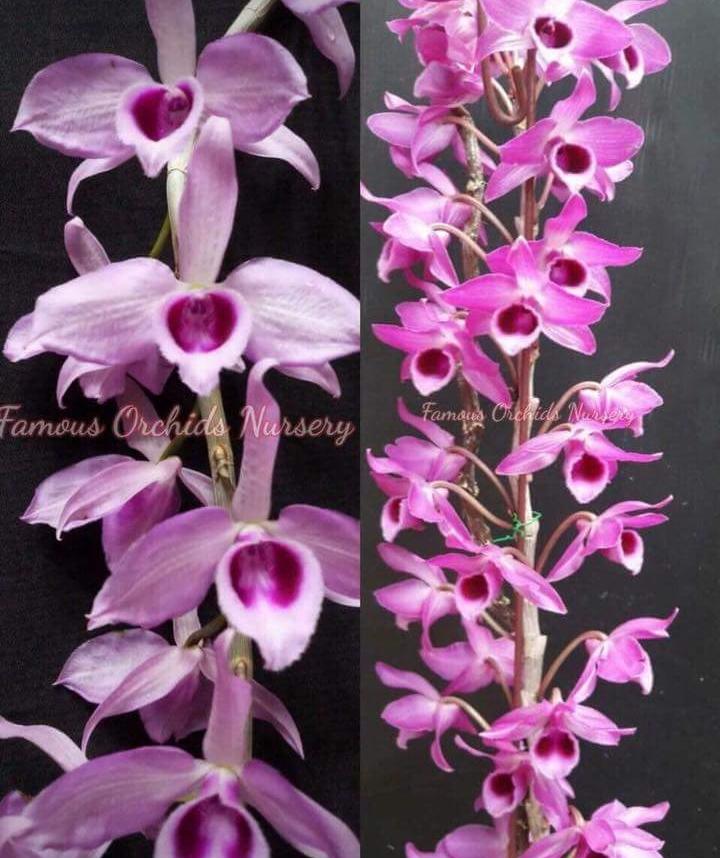 Phi điệp lai trầm hồng long