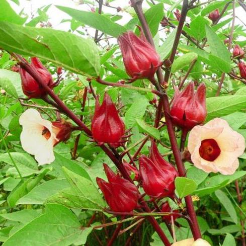 2 gói hạt giống atiso đỏ ~20 hạt