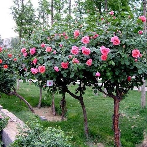 Hạt giống hoa hồng thân gỗ loại dễ trồng. túi 20 hạt