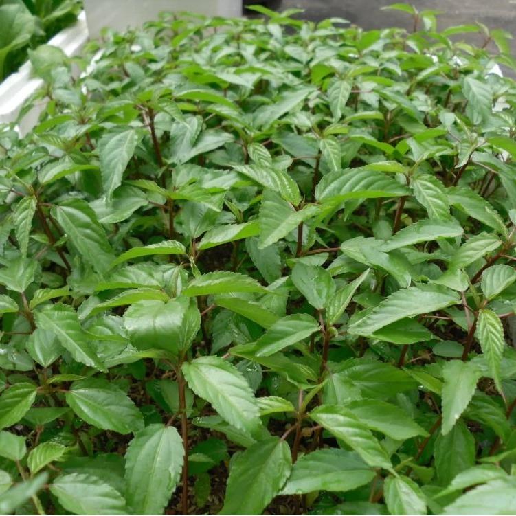 [HCM]Hạt giống rau đay đỏ - PhuNongSeeds