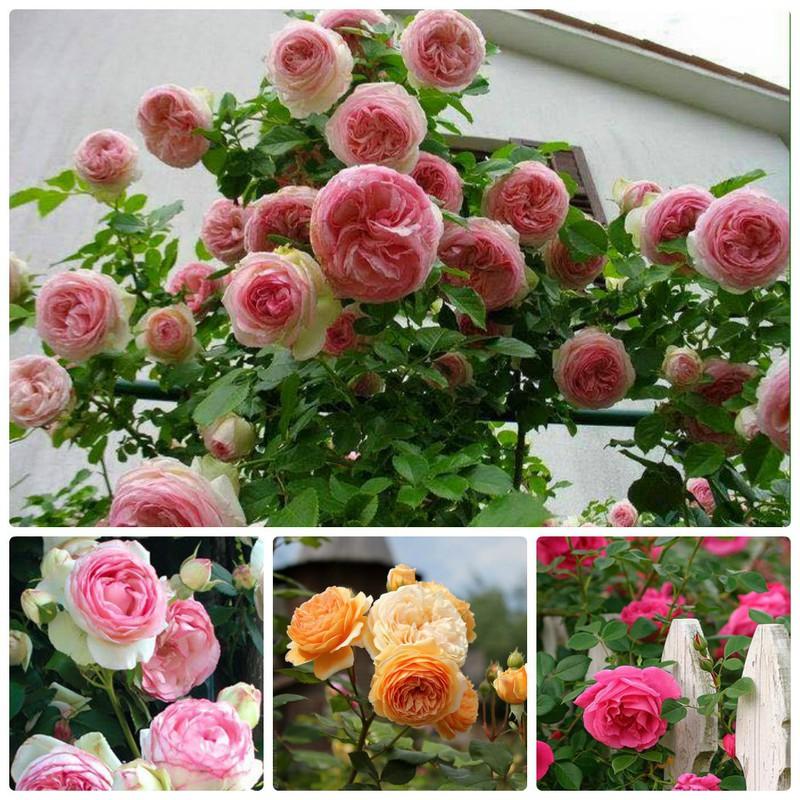 Gói 20 Hạt giống Hồng leo Pháp nhiều màu (tặng gói kích nẩy mầm và hướng dẫn)