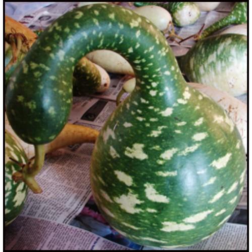 Gói 5 Hạt giống Bầu Thiên Nga (tặng gói kích nẩy mầm và hướng dẫn)