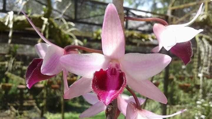 DÃ HẠC CHÂU NHƯ LƯỠI ĐẬM