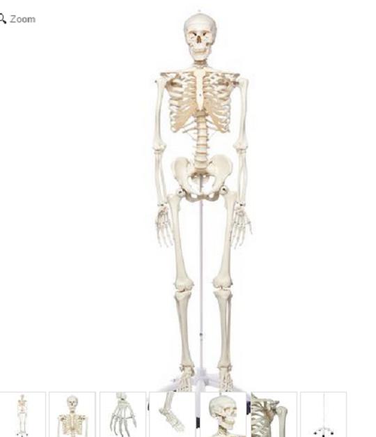 Mô hình cấu tạo xương người cao 85cm