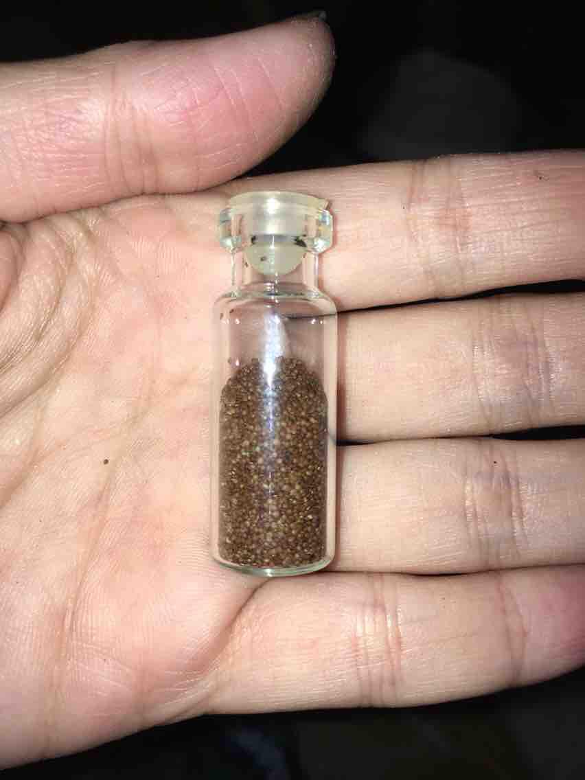 Hạt giống thuỷ sinh trân châu