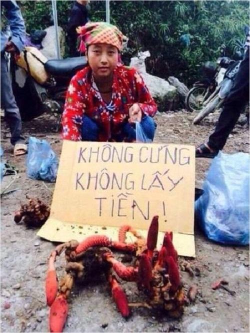 Nấm ngọc cẩu rừng Hà Giang 1kg