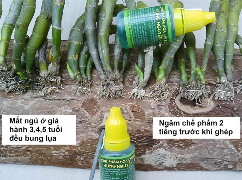 5 chai chế phẩm chăm sóc cây canh, phong lan Hùng Nguyễn-Đà Lat