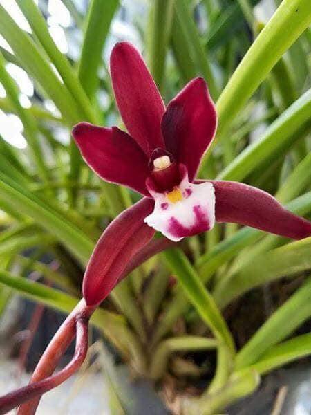 Kiếm đỏ (xích ngọc) hàng giống