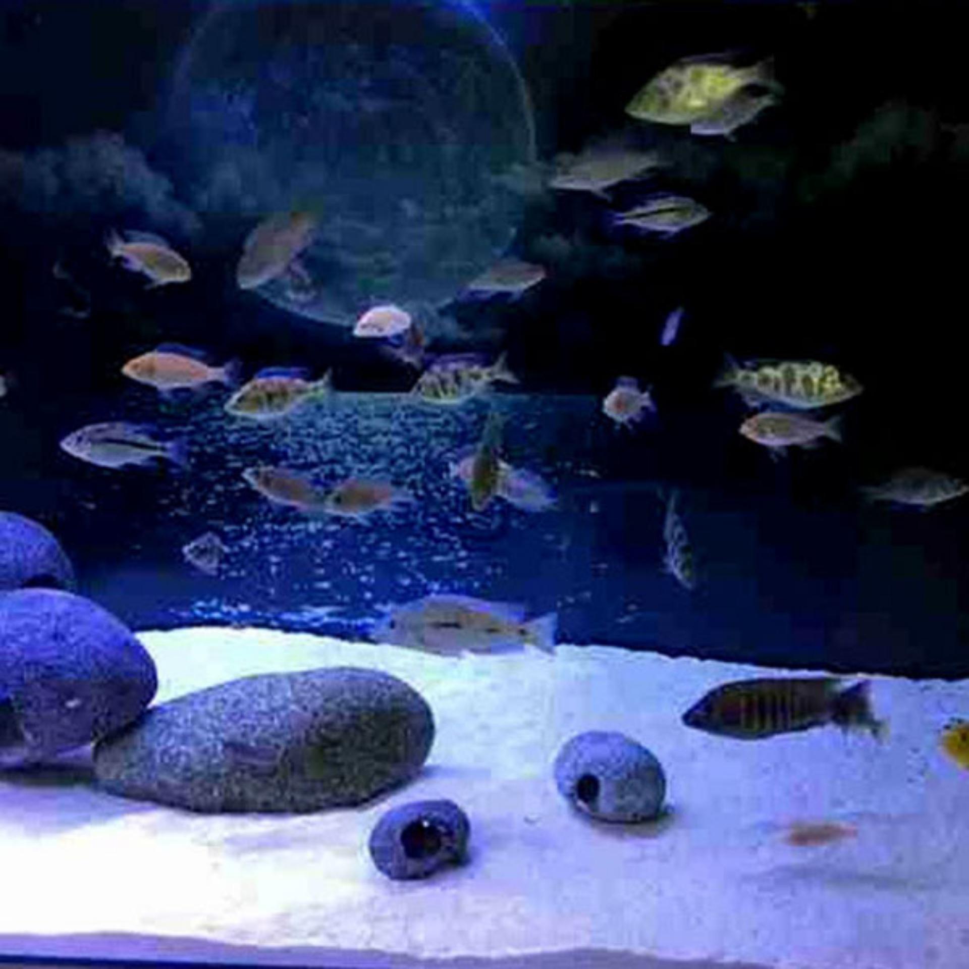 Cát thạch anh (500Gr) Cát thạch anh lọc nước bể cá, nước sinh hoạt, trải nền, làm thác cát, trang trí bể cá, khử asen, tạp chất có trong nước ăn hàng ngày... Mua về dùng ngay - Phân phối UY TÍN bởi LYLYSHOP