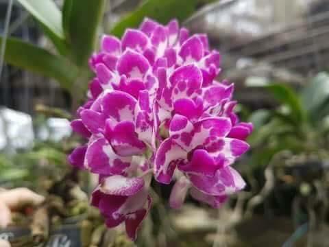 Ngọc điểm bò sữa Giống cốc 2 thân(chậu 2 cây)