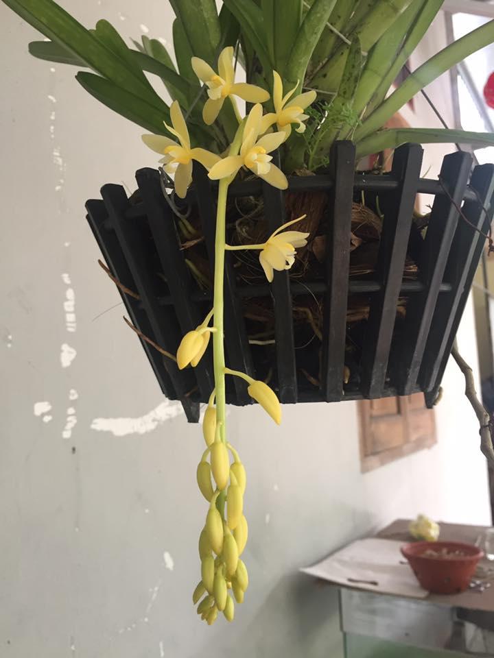 KIẾM VÀNG THÁI LAN