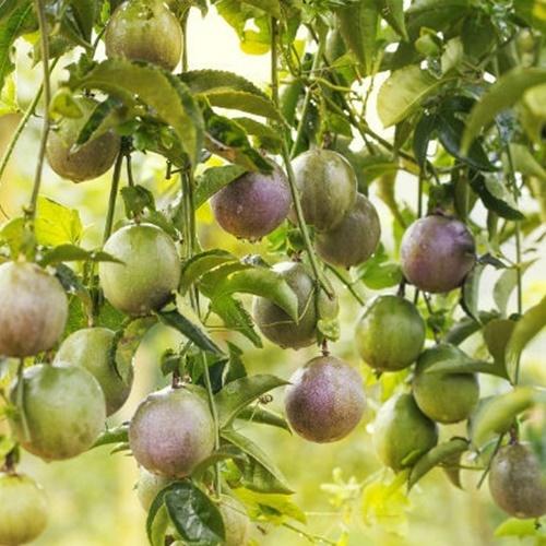 Bộ 2 Túi Hạt Giống Chanh Leo Tím Cao Sản Loại Tốt. Mỗi Túi 20 Hạt Giá Khuyến Mại