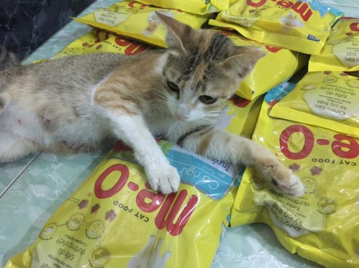 Thức ăn hạt cho mèo lớn me-o 350g vị cá ngừ