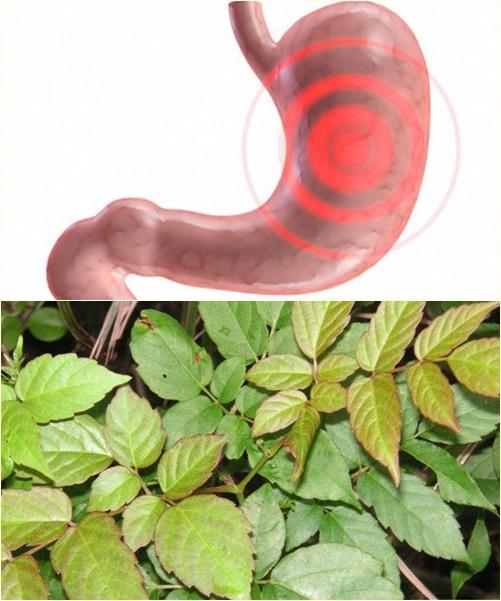 Chè dây rừng 500g khô