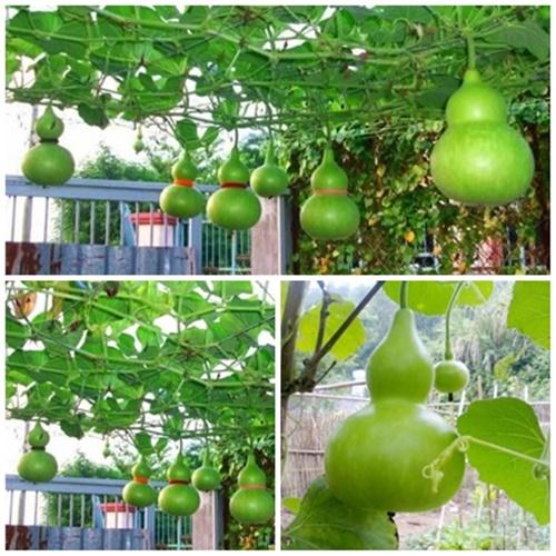 Hạt Giống Bầu Hồ Lô Loại Dễ Trồng. Túi 10 Hạt
