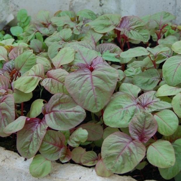 Hạt giống dền 3 màu - PhuNongSeeds