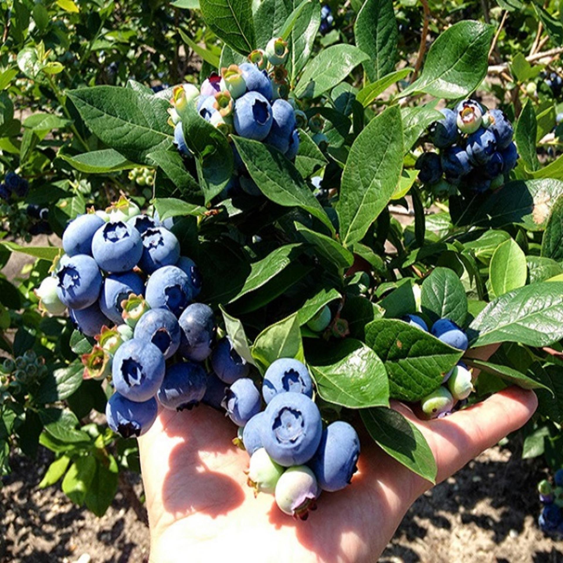 Hạt giống Việt quất (LK)