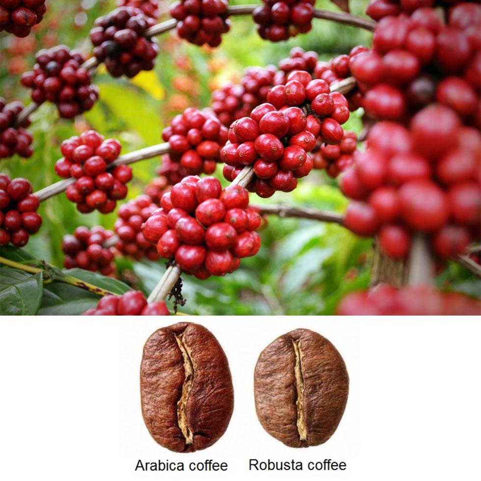 500gr cà phê rang bơ robus mạnh mẽ (robusta & culi) - pha phin - hạt coffee blend nguyên chất - rey cafe 2
