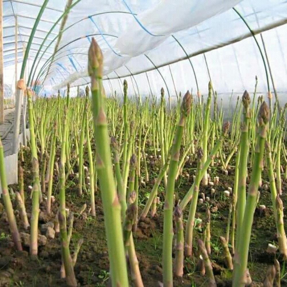 Bộ 02 gói hạt giống Măng Tây xanh (15 hạt/gói)