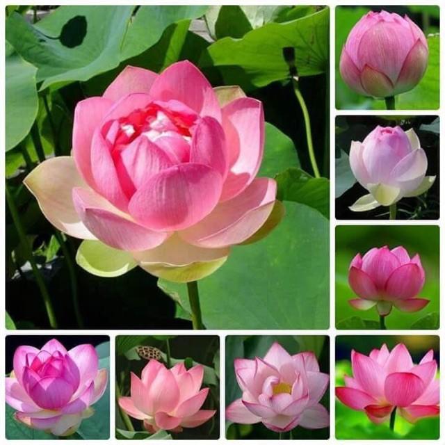 Hạt giống sen ta ~10 hạt