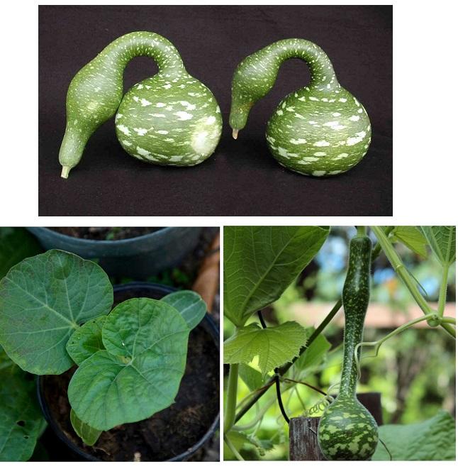 Hạt Giống Bầu Thiên Nga _Gói 5 Hạt .