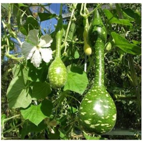 Hạt Giống Bầu Thiên Nga Loại Dễ Trồng. Túi 5 Hạt - Kèm Quà Tặng