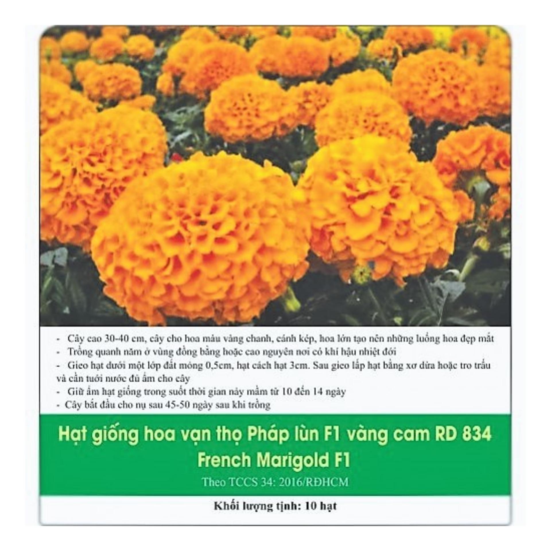 [HCM]Hoa Vạn Thọ Pháp Lùn F1 Vàng Cam