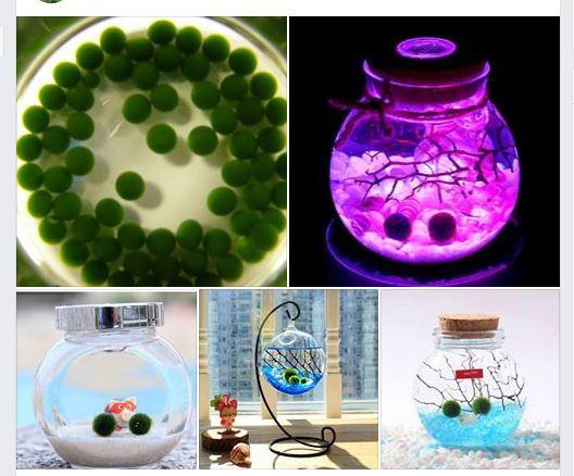 Tảo cầu thú cưng marimo