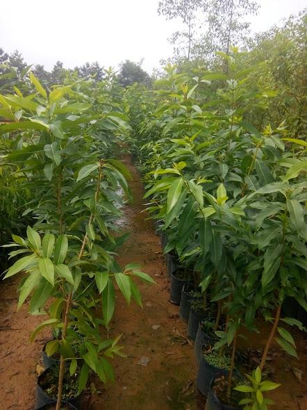 Cây vối nếp - chiều cao 0.6m