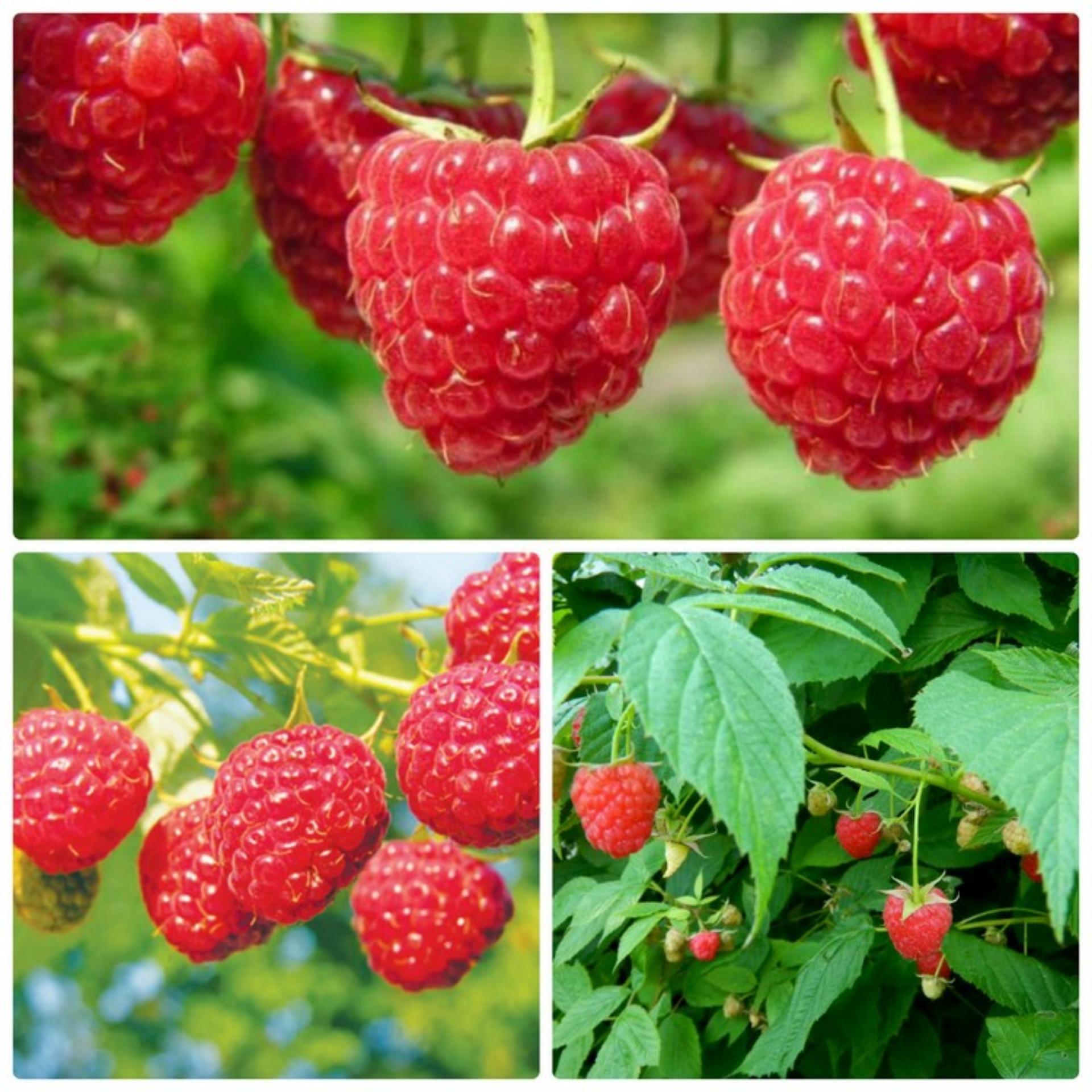 Hạt giống Mâm xôi đỏ (Phúc bồn tử) (Lucky)