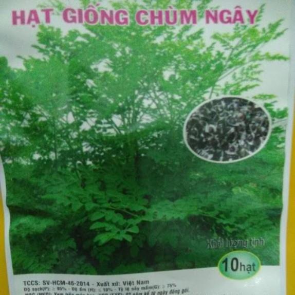 Hạt cây chùm ngây - gói 10 hạt