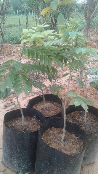 Cây sưa đỏ giống- cao 80cm