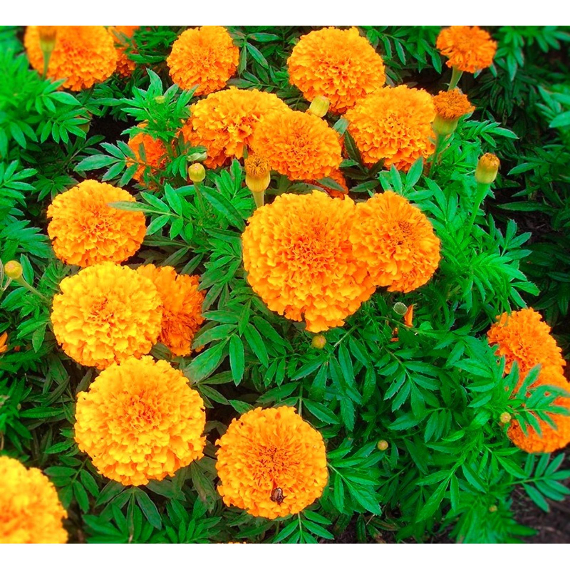 [HCM]Hoa Vạn Thọ Pháp Đỏ Cam- RD836