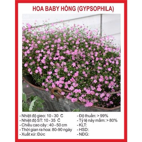 Hạt giống Hoa Baby hồng (100 hạt)