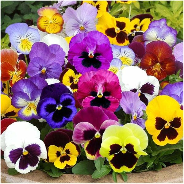 2 gói Hạt giống hoa Pansy Mix ~200 hạt (tặng gói kích nẩy mầm và hướng dẫn)
