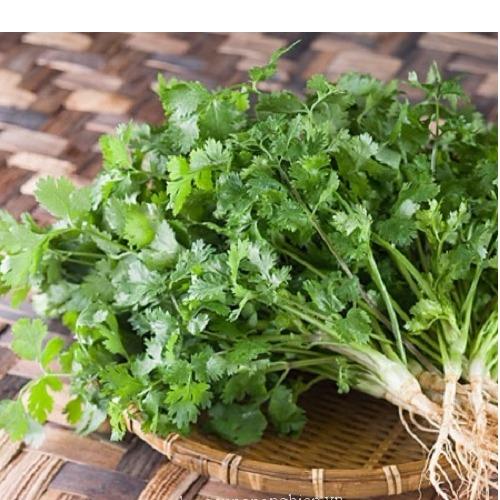 Hạt giống ngò bạc liêu PN -PhuNongSeeds