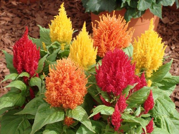 Hạt giống hoa mào gà lửa f1