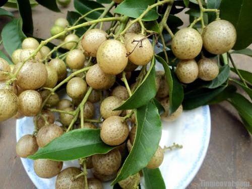 Quả mắc mật rừng Tây bắc 100g khô