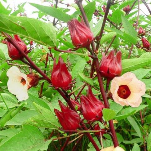 Gói 10 hạt giống atiso đỏ