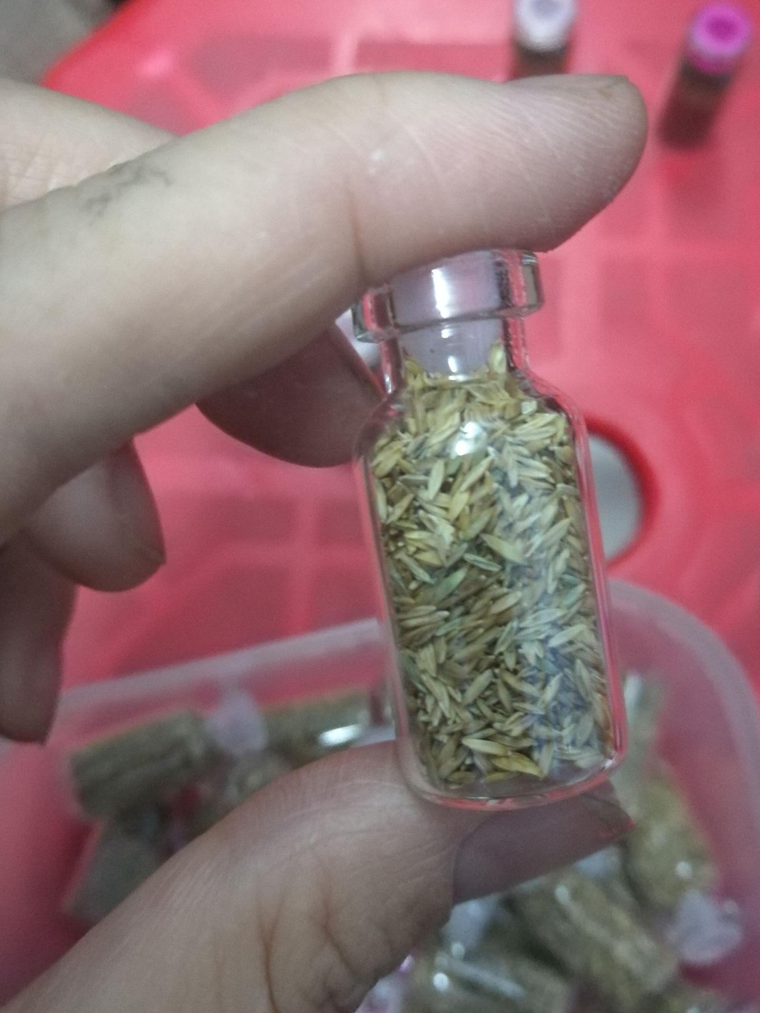 [HCM]Hạt giống thủy sinh ngưu mao chiên lùn xòe