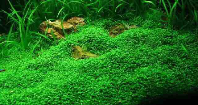 Hạt giống thuỷ sinh - cây trân châu ngọc trai