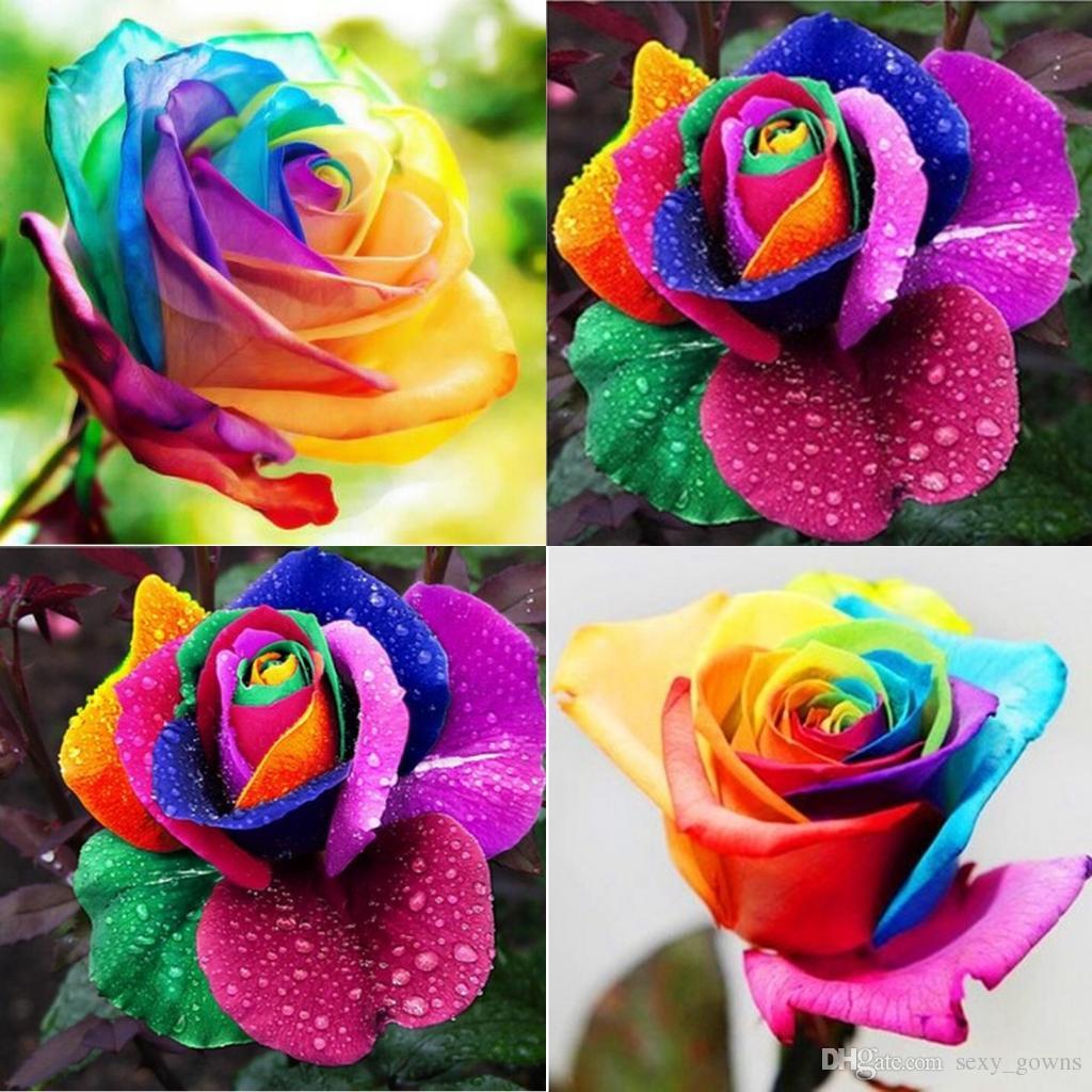 Hạt giống Hoa hồng cầu vồng 7 sắc (10 hạt)