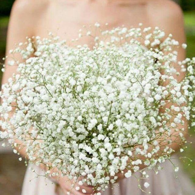 Gói 100 Hạt giống Hoa Baby Trắng (tặng gói kích nẩy mầm và hướng dẫn)