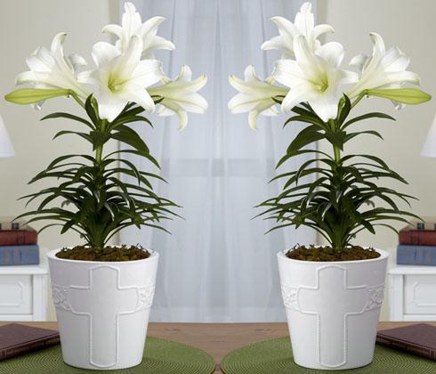 Củ giống hoa ly lùn hoa màu trắng