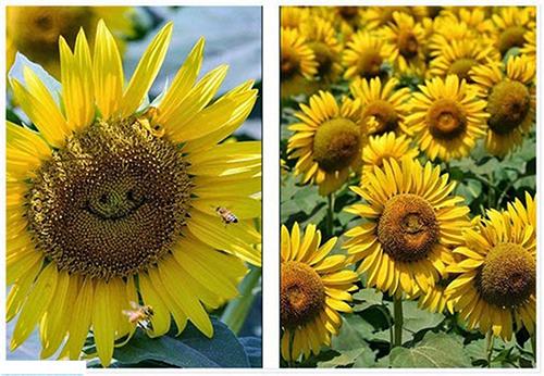 Hạt giống hoa Hướng Dương mặt cười  30 hạt