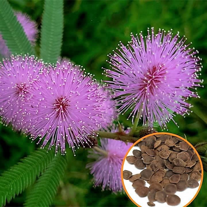 [HCM]Hạt giống hoa Trinh Nữ (cây xấu hổ) (Mimosa Pudica)_ Tặng gói phân dưỡng cây cao cấp 10gram.