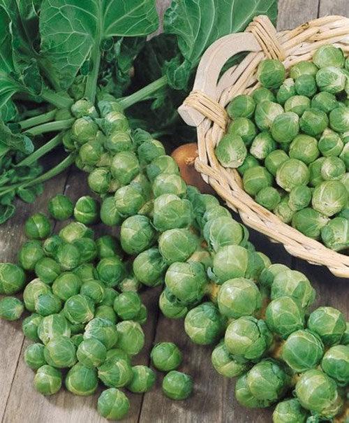 Hạt giống bắp cải xanh tí hon f1