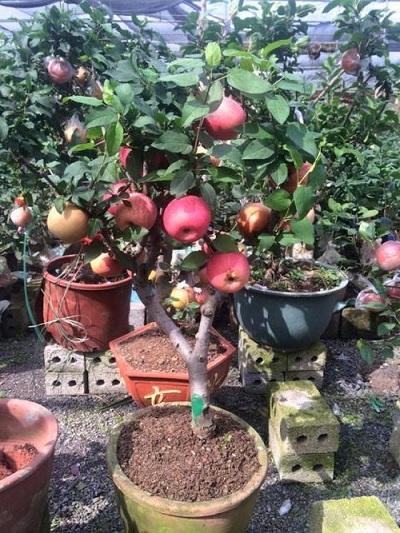 Hạt giống Táo đỏ LÙN, TRỒNG CHẬU (Gói 15 hạt)