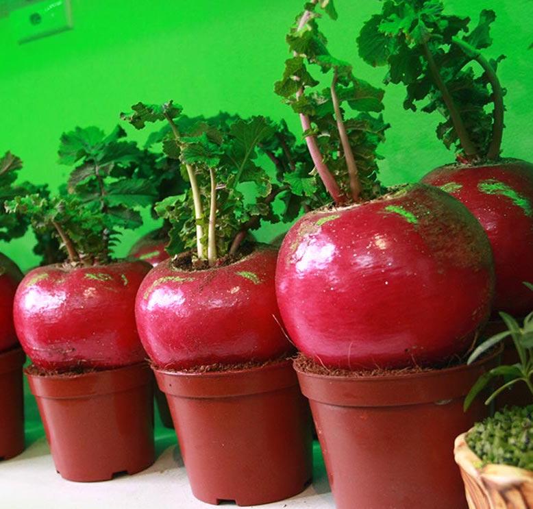 Gói 10 Hạt giống Củ Cải Đỏ Tài Lộc khổng lồ 0,6kg (tặng gói kích nẩy mầm và hướng dẫn)